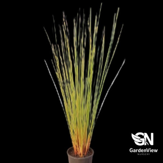Juncus Usitatus Common Rush - Ground Covers - Garden View Nursery