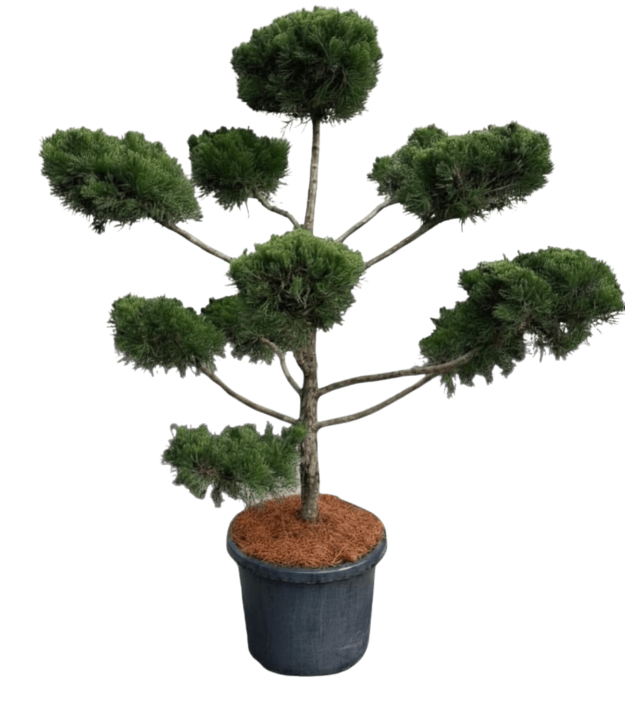 Juniperus Chinensis Keteleeri Clouds - Hedges & Screening - Garden View Nursery