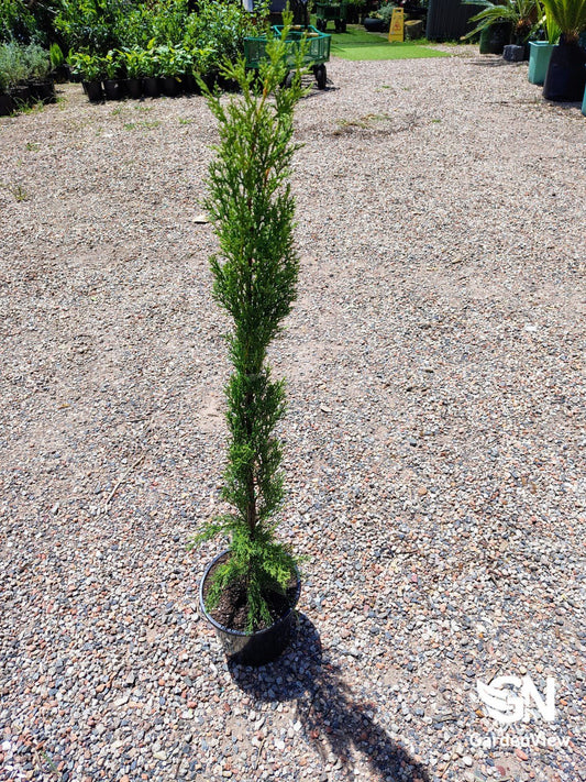 Juniperus Chinensis Spartan - Shrubs & Trees - Garden View Nursery