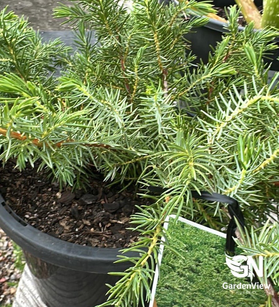 Juniperus Conferta - Climbers & Ground Covers - Garden View Nursery