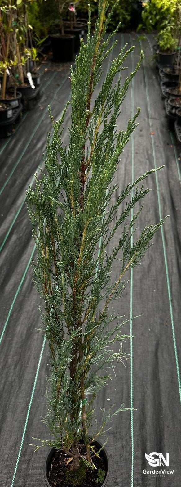 Juniperus Skyrocket - Shrubs & Trees - Garden View Nursery