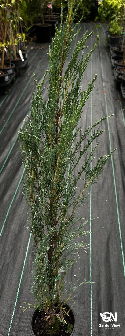 Juniperus Skyrocket - Shrubs & Trees - Garden View Nursery