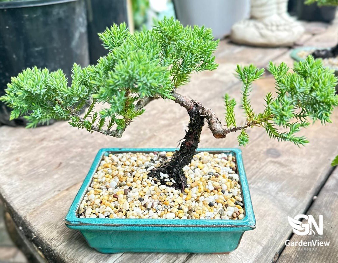 Juniperus Squamata Prostrata - Climbers & Ground Covers - Garden View Nursery