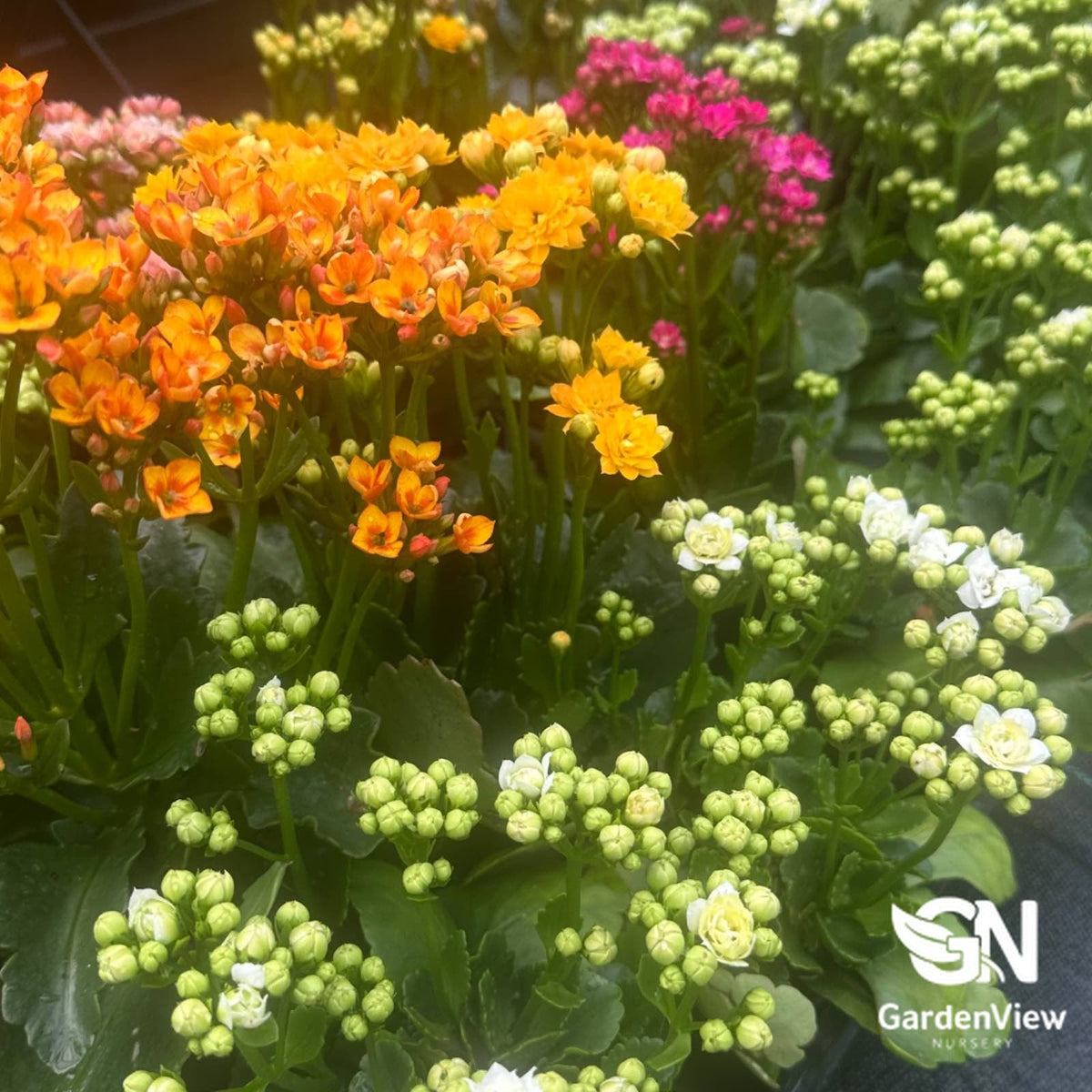 Kalanchoe Blossfeldiana Assorted - Cactus & Succulents - Garden View Nursery