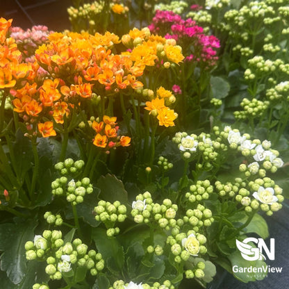 Kalanchoe Blossfeldiana Assorted - Cactus & Succulents - Garden View Nursery