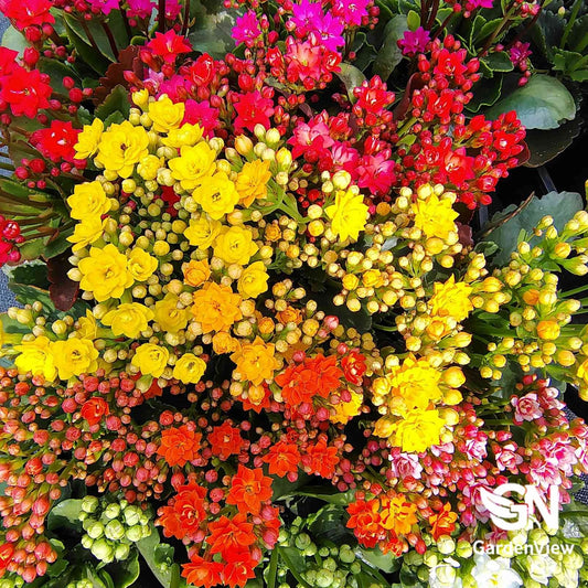 Kalanchoe Blossfeldiana Assorted - Cactus & Succulents - Garden View Nursery