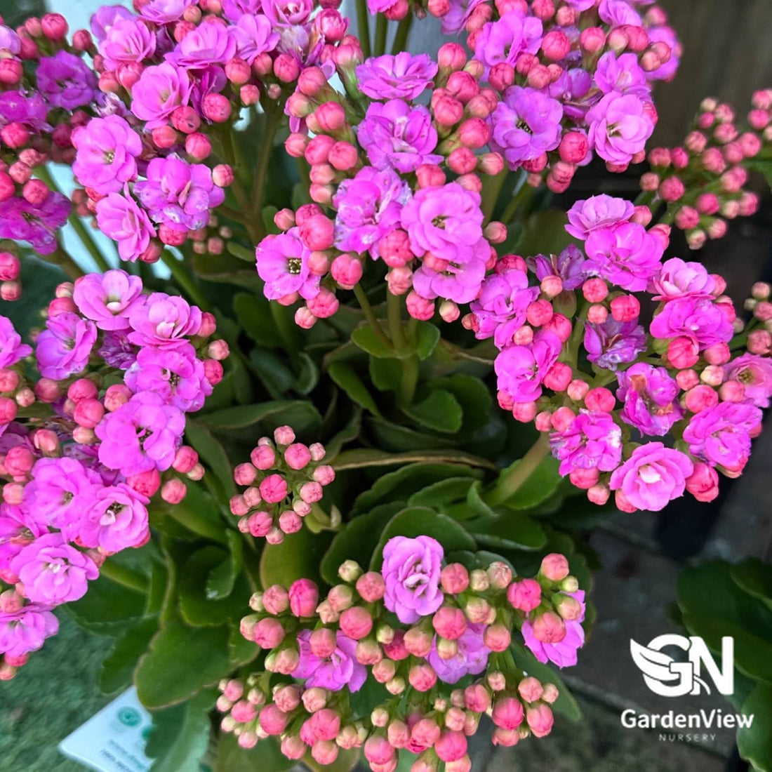 Kalanchoe Blossfeldiana Assorted - Cactus & Succulents - Garden View Nursery