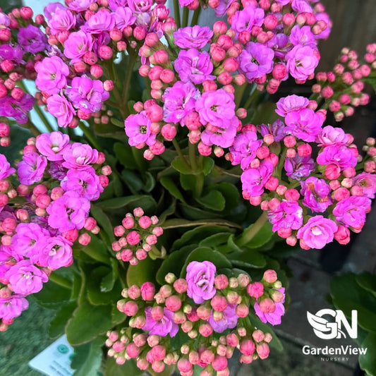 Kalanchoe Blossfeldiana Assorted - Cactus & Succulents - Garden View Nursery