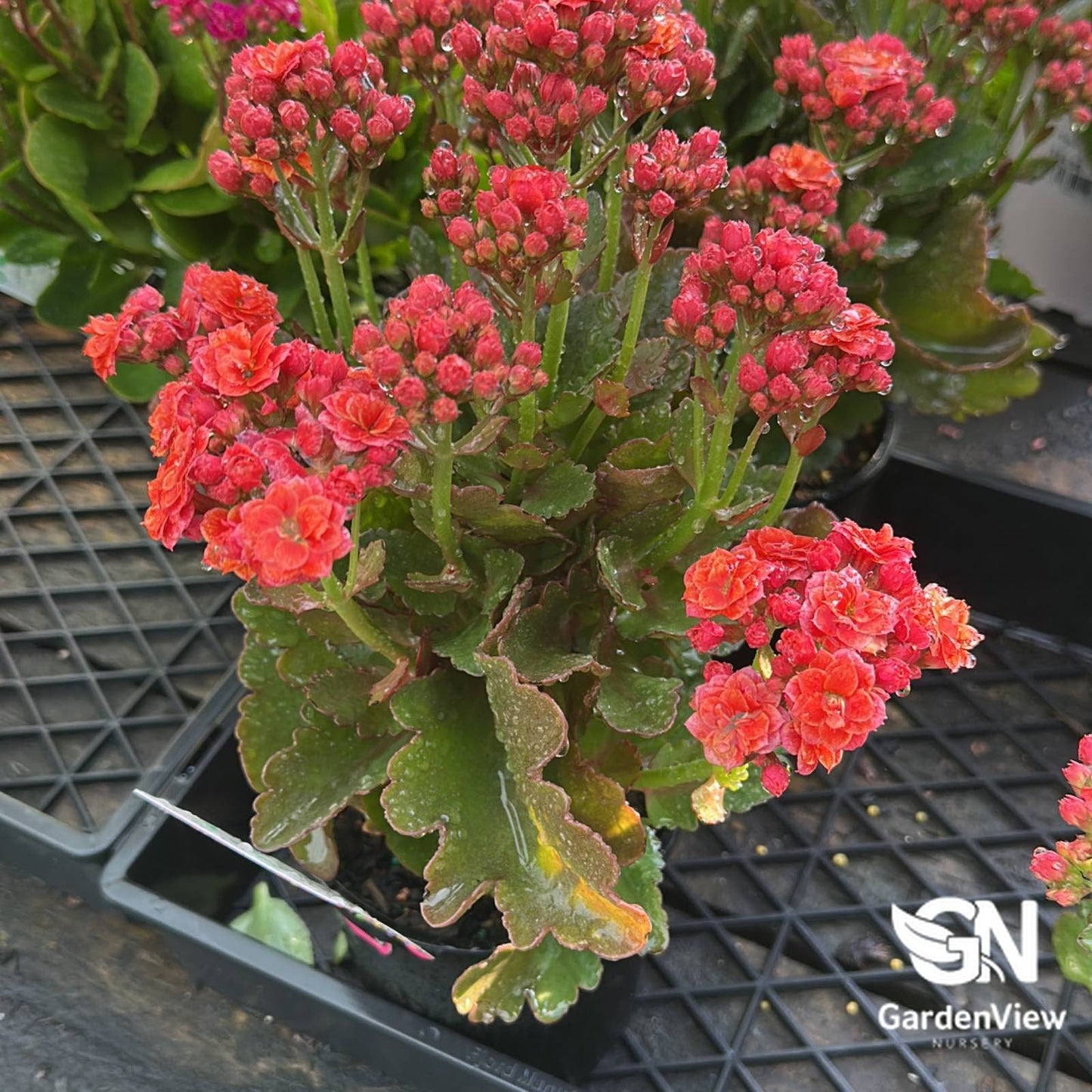 Kalanchoe Blossfeldiana Assorted - Cactus & Succulents - Garden View Nursery