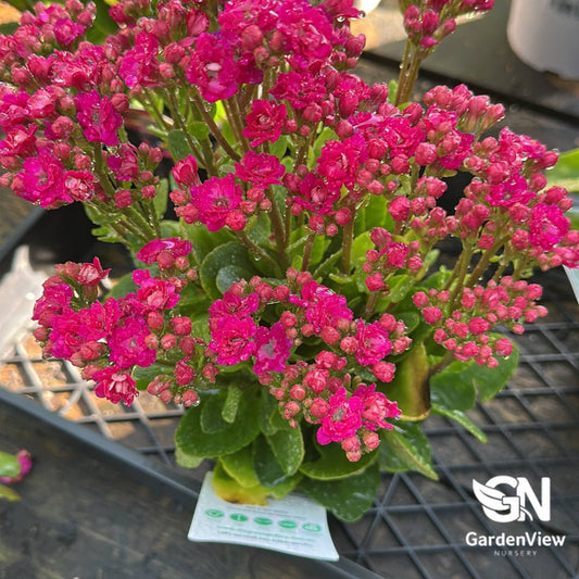 Kalanchoe Blossfeldiana Assorted - Cactus & Succulents - Garden View Nursery