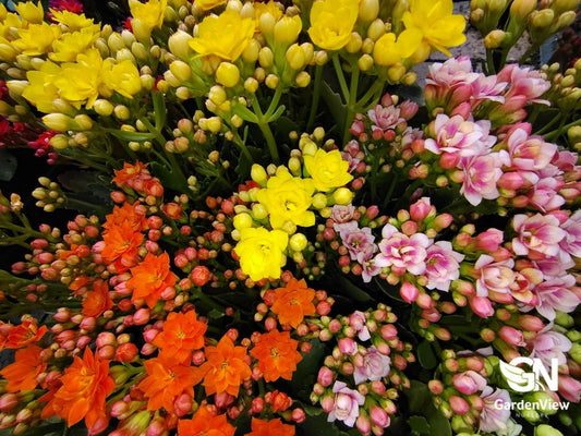 Kalanchoe Blossfeldiana Assorted - Cactus & Succulents - Garden View Nursery