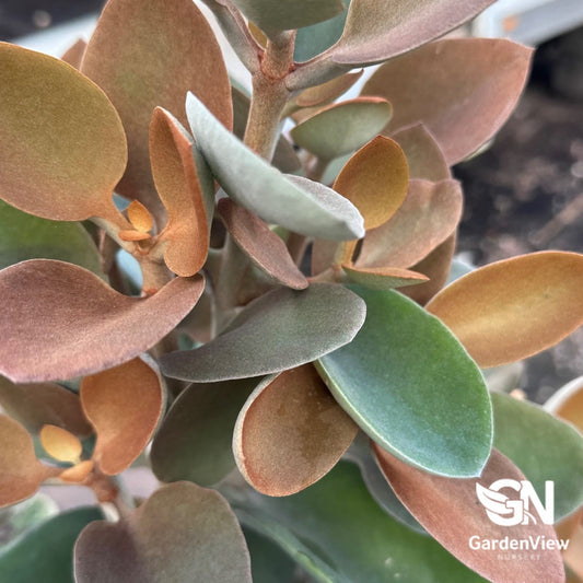 Kalanchoe Copper Spoons - Cactus & Succulents - Garden View Nursery