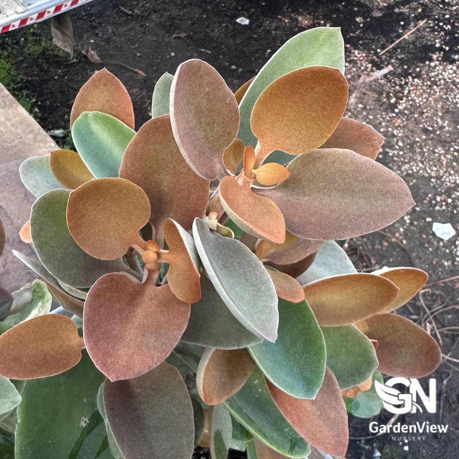 copper spoons succulent Kalanchoe Copper Spoons | Drought-Tolerant Succulent