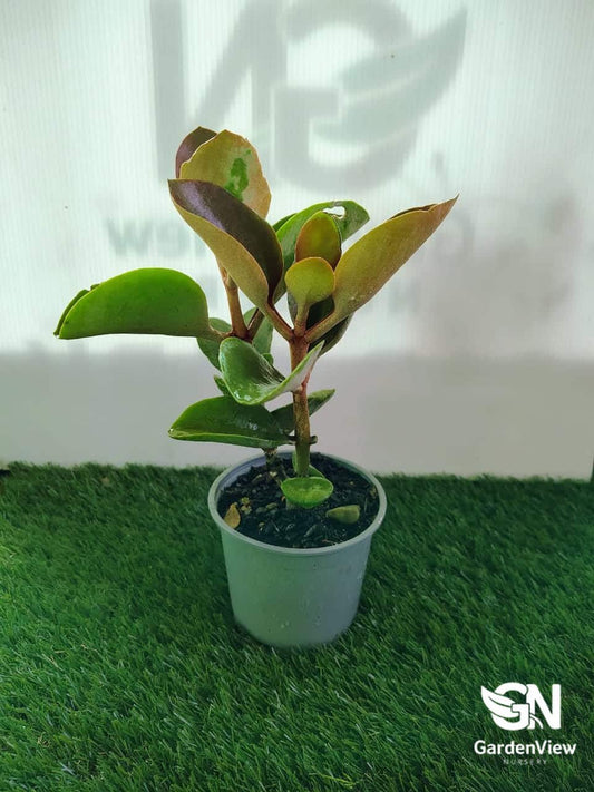 Kalanchoe Copper Spoons - Cactus & Succulents - Garden View Nursery