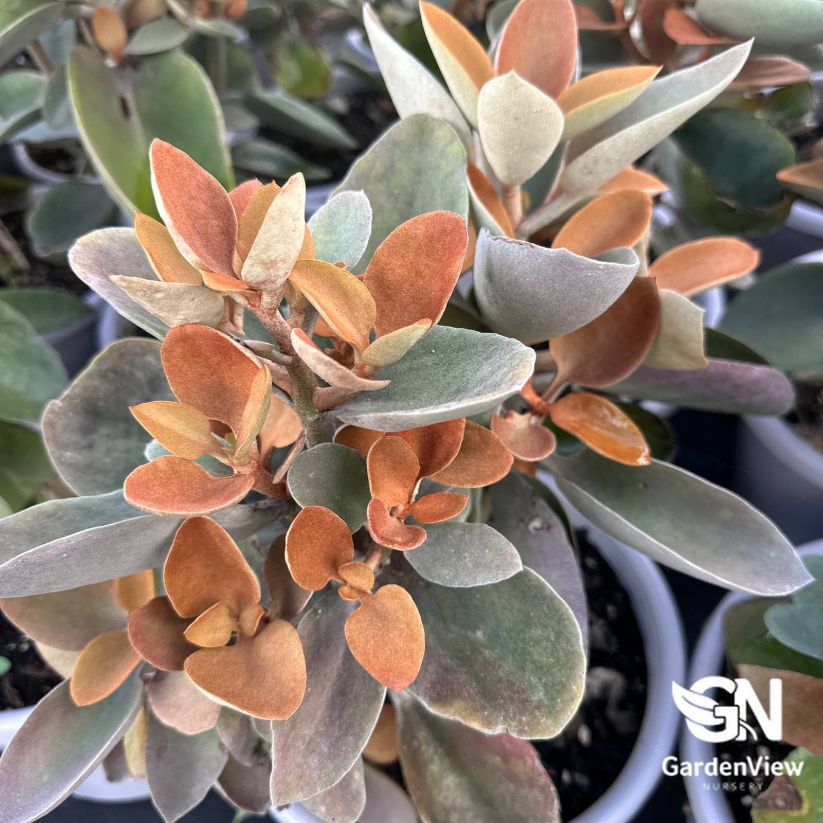 copper leaf succulent Kalanchoe Copper Spoons | Drought-Tolerant Succulent