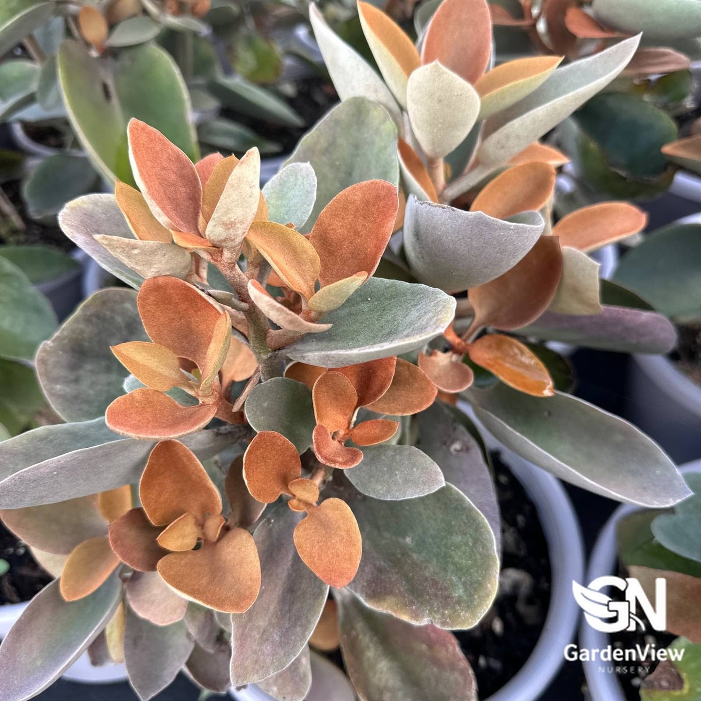 Kalanchoe Copper Spoons - Cactus & Succulents - Garden View Nursery