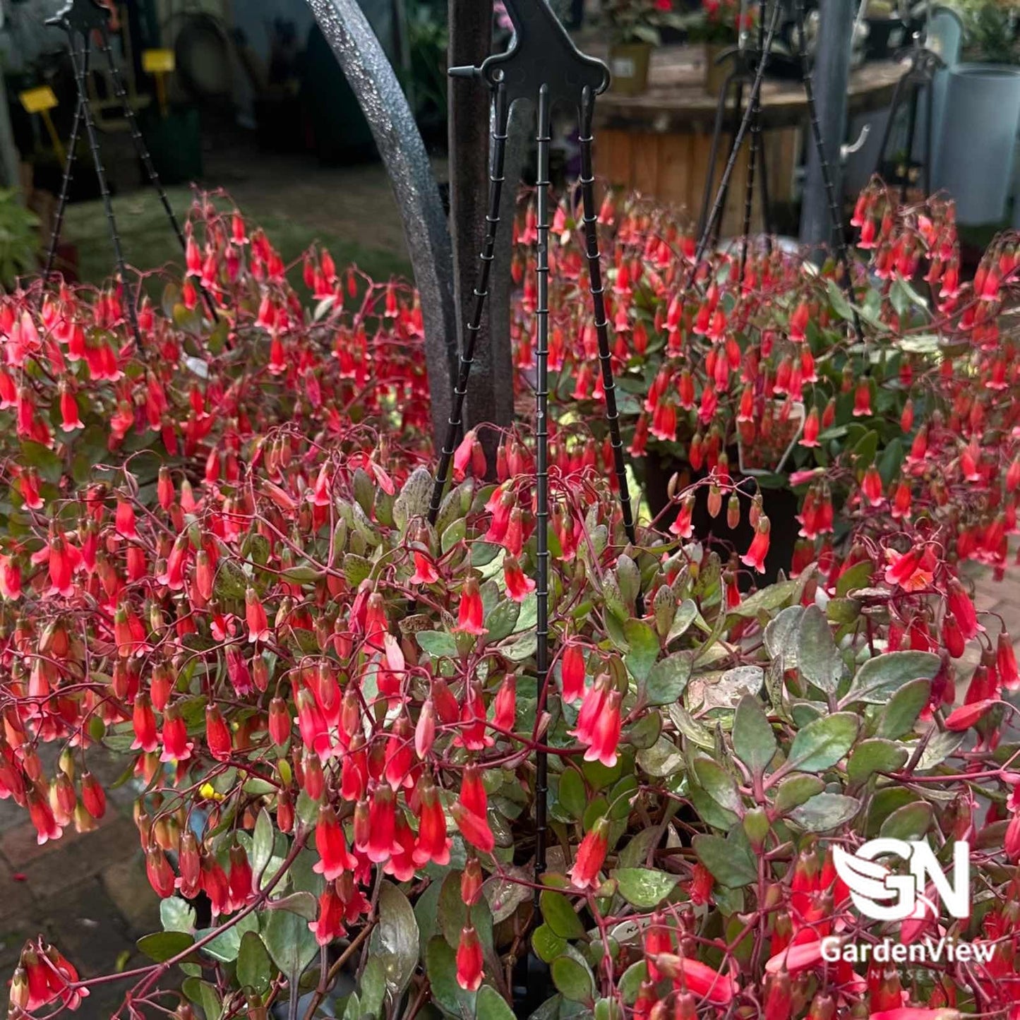 Kalanchoe Freedom Bells (Hanging Basket) - Cactus & Succulents - Garden View Nursery