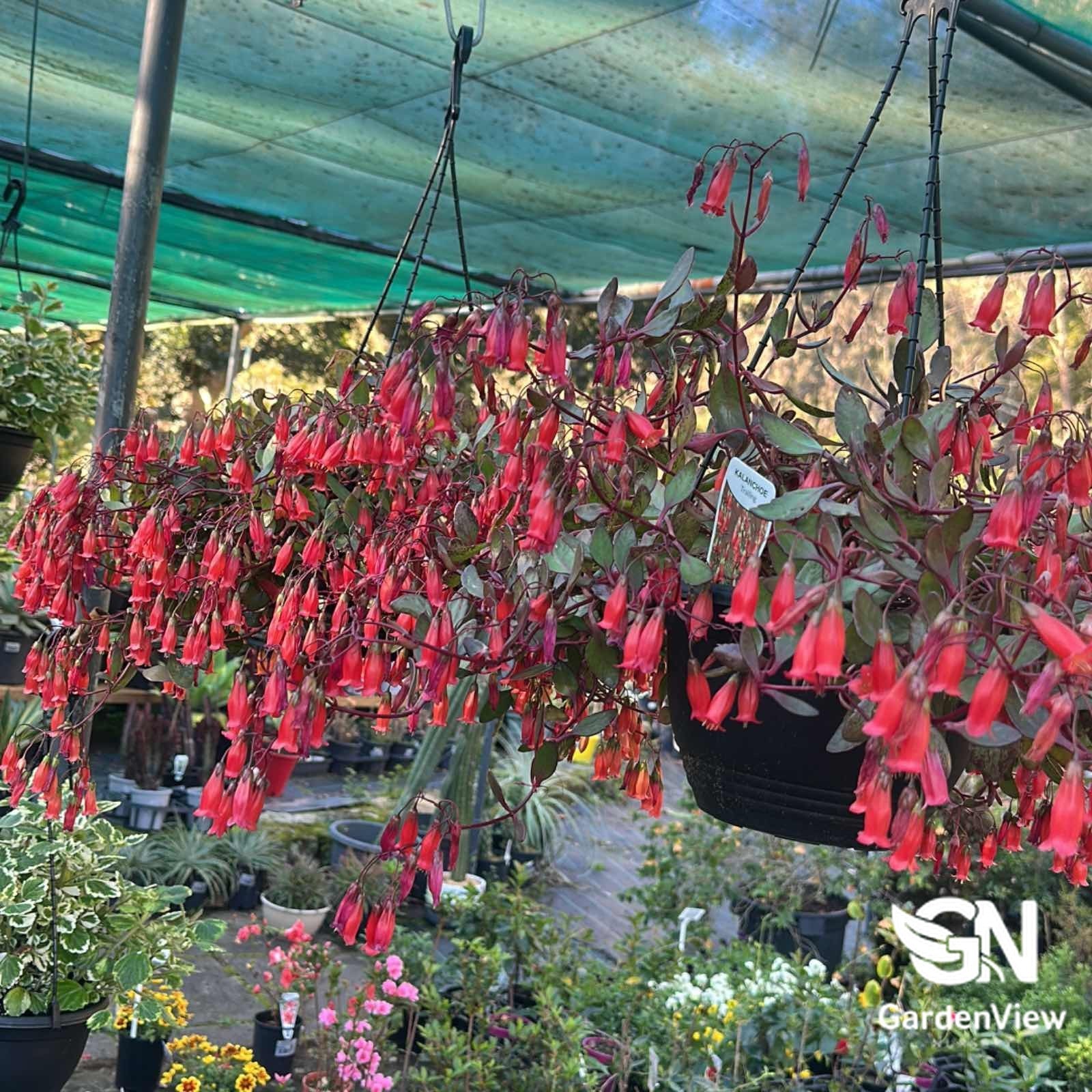 Kalanchoe Freedom Bells (Hanging Basket) - Cactus & Succulents - Garden View Nursery