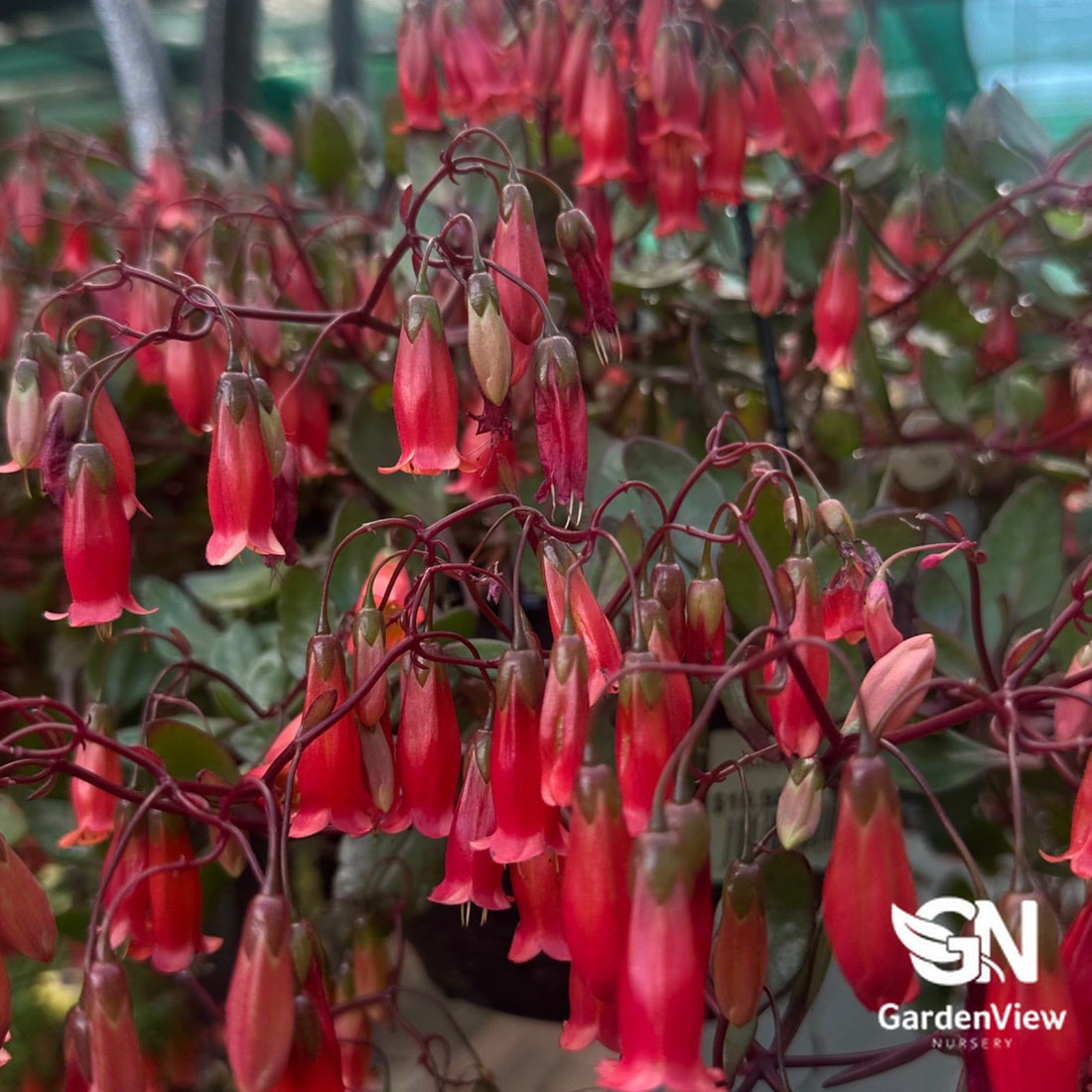 Kalanchoe Freedom Bells (Hanging Basket) - Cactus & Succulents - Garden View Nursery