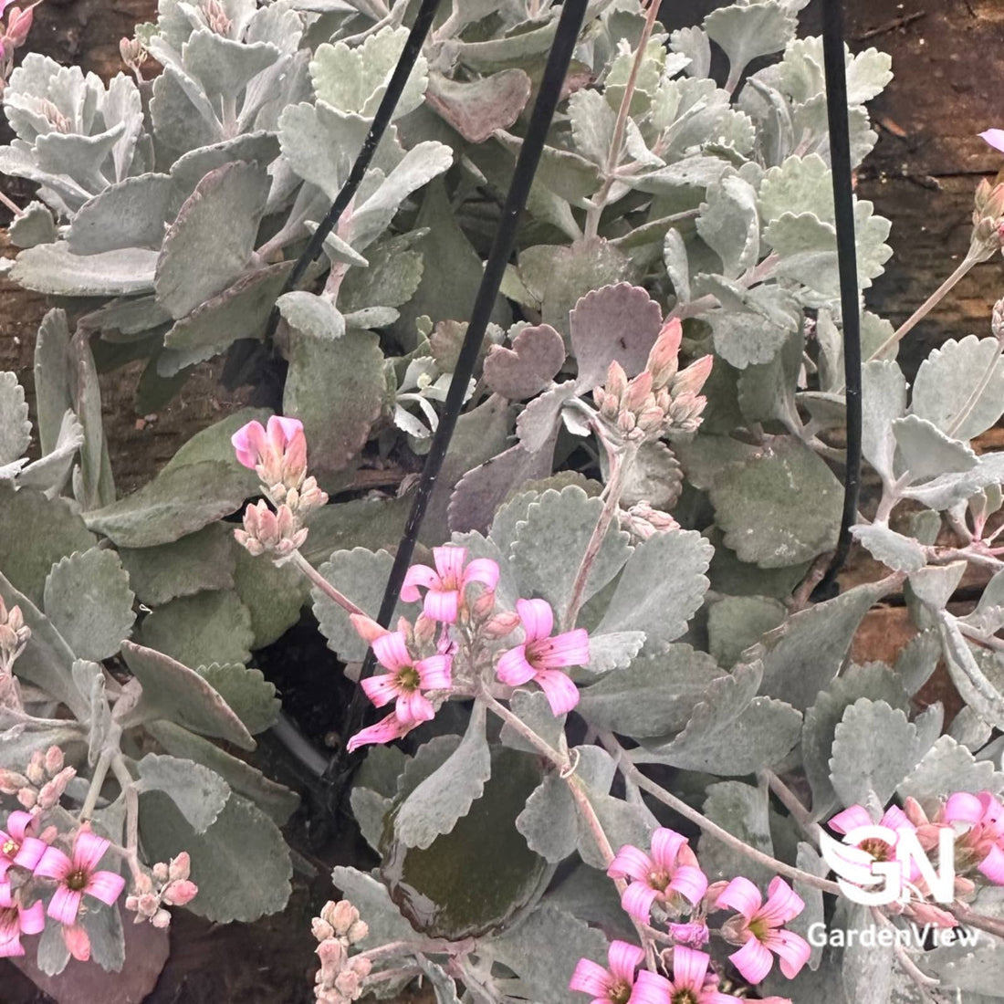 Kalanchoe Quicksilver - Cactus & Succulents - Garden View Nursery