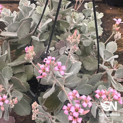 Kalanchoe Quicksilver - Cactus & Succulents - Garden View Nursery
