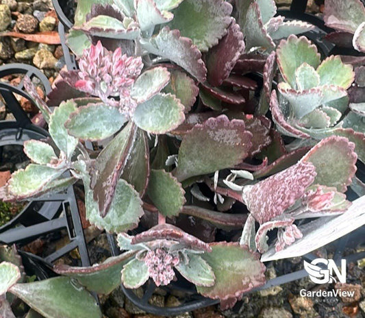 Kalanchoe Quicksilver - Cactus & Succulents - Garden View Nursery