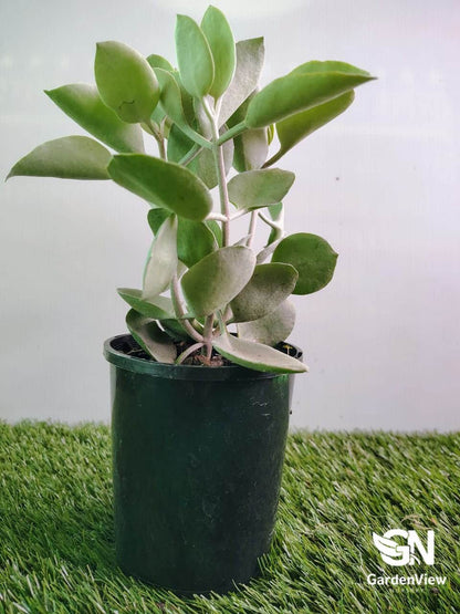 succulent silver spoons Kalanchoe Silver Spoons | Drought Tolerant Succulent