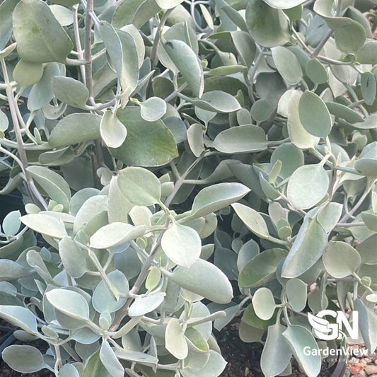 Kalanchoe Silver Spoons - Cactus & Succulents - Garden View Nursery