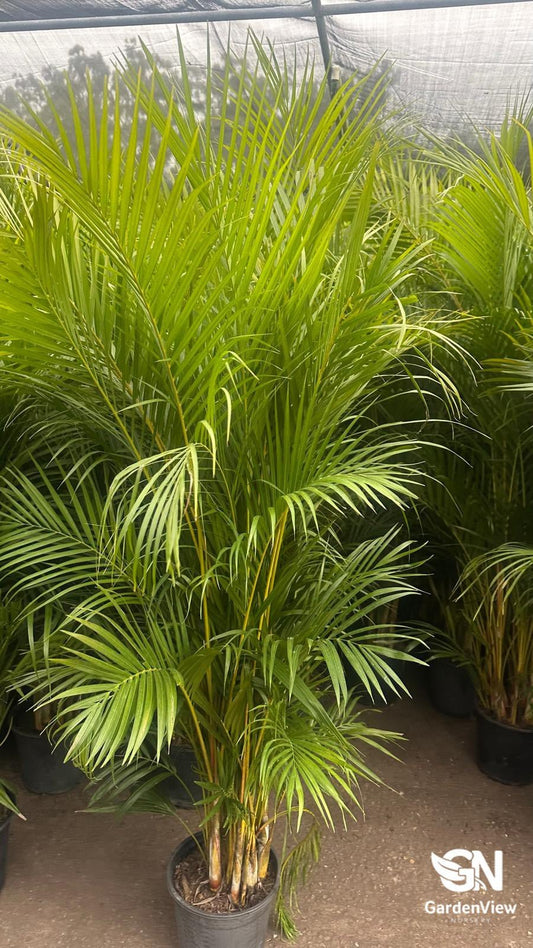 Kentia Palm - Palms & Tropical - Garden View Nursery