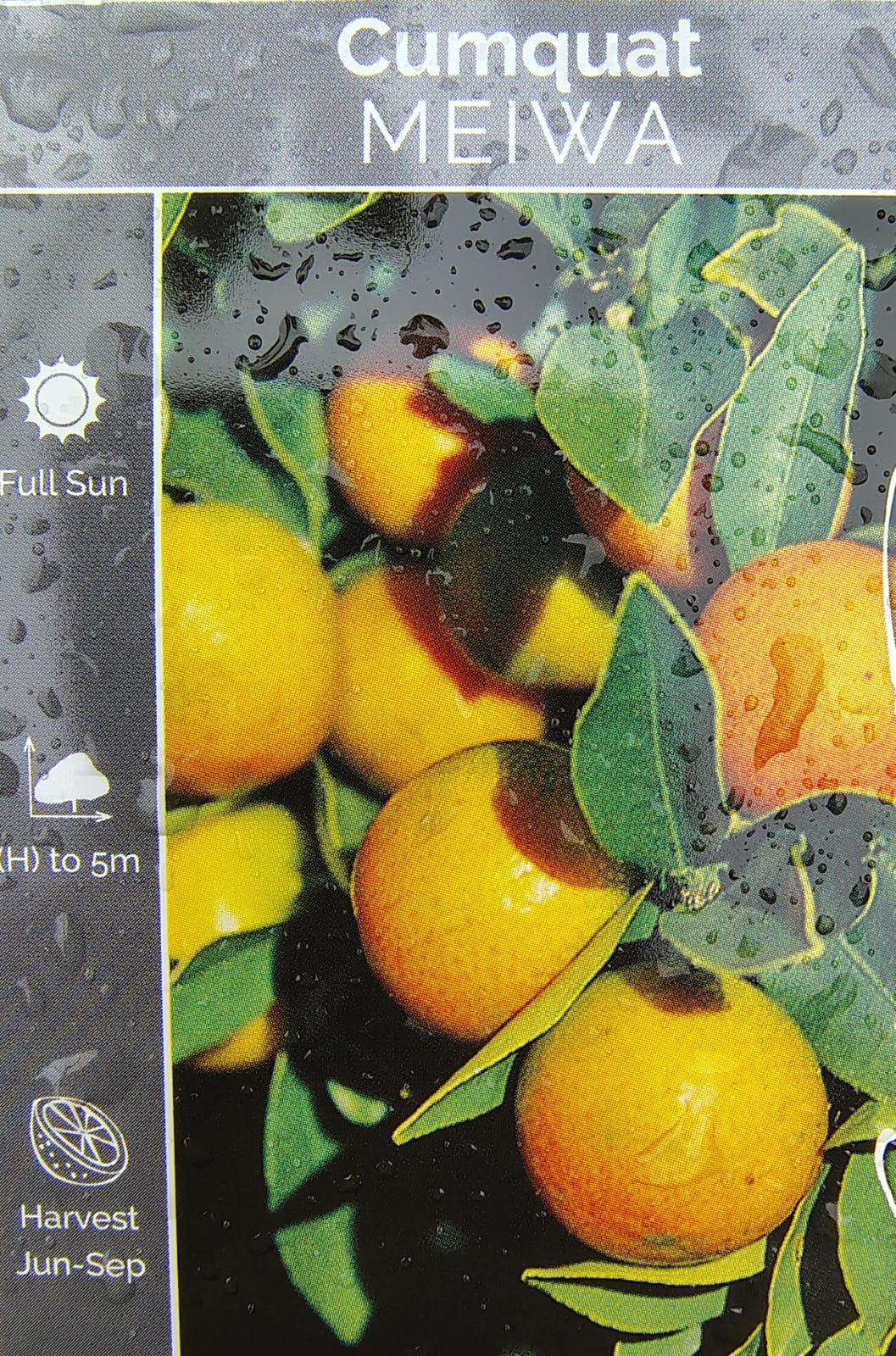 Kumquat Meiwa - Fruit Trees - Garden View Nursery