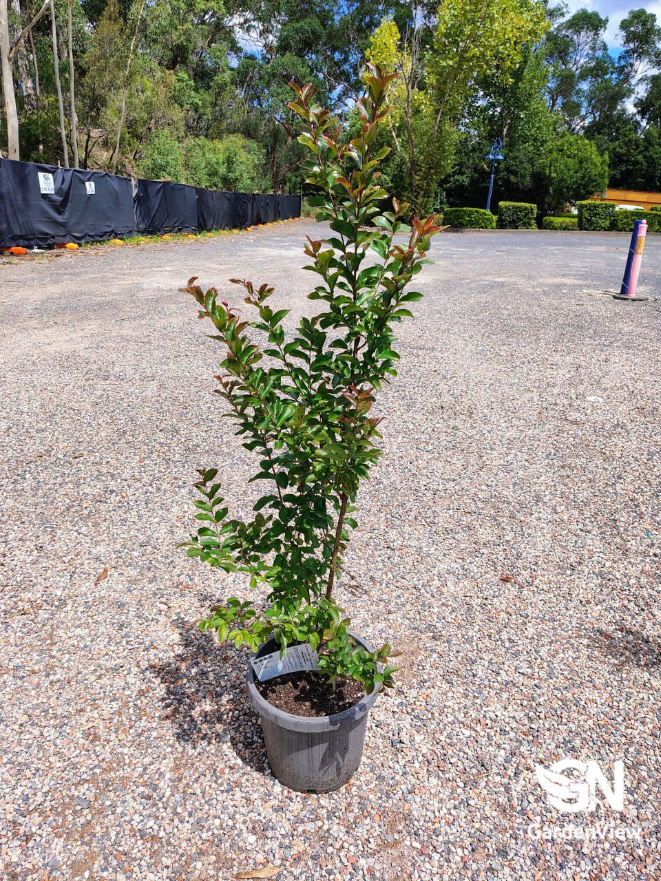 Lagerstroemia Ruffled Red Magic - Shrubs & Trees - Garden View Nursery