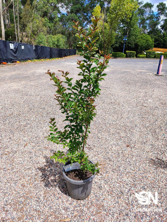 Lagerstroemia Ruffled Red Magic - Shrubs & Trees - Garden View Nursery