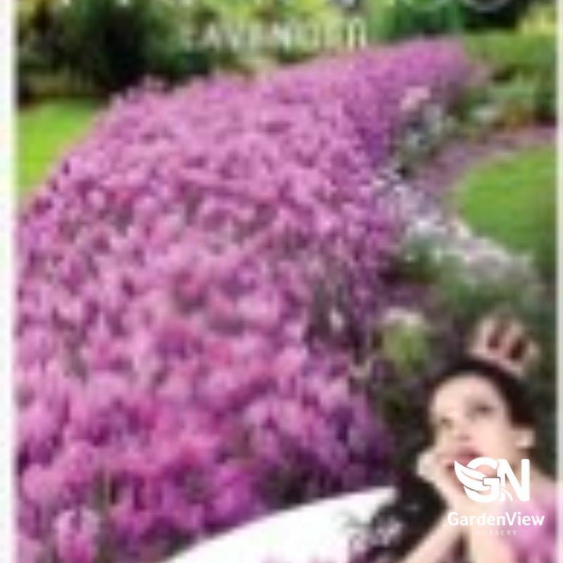 Lavandula Pedunculata 'The Princess' (Lavender) - Shrubs - Garden View Nursery