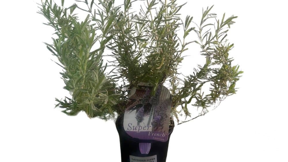 Lavender Dentata (French) - Shrubs & Trees - Garden View Nursery