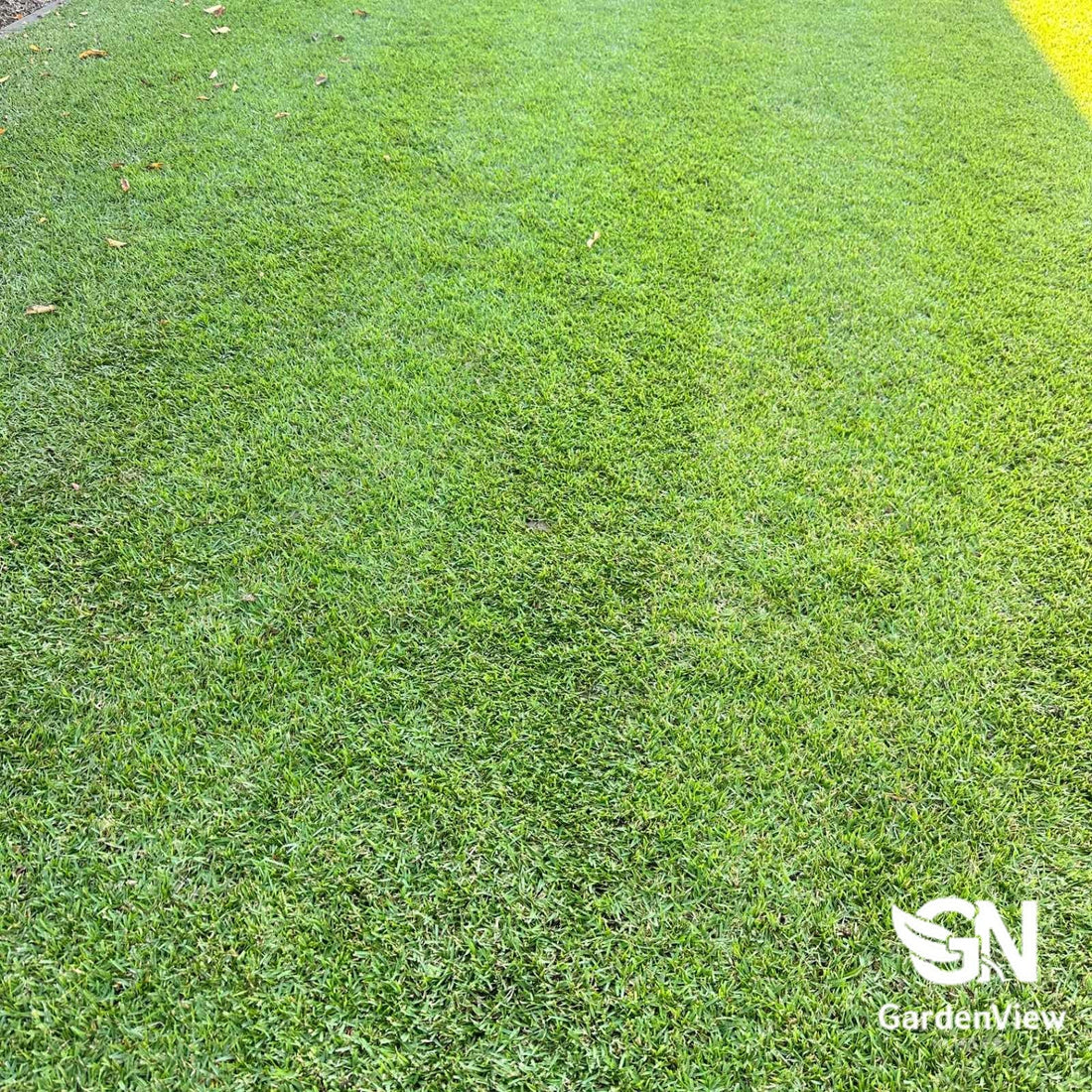 Lawn Nullarbor Couch - Garden Care & Turf - Garden View Nursery