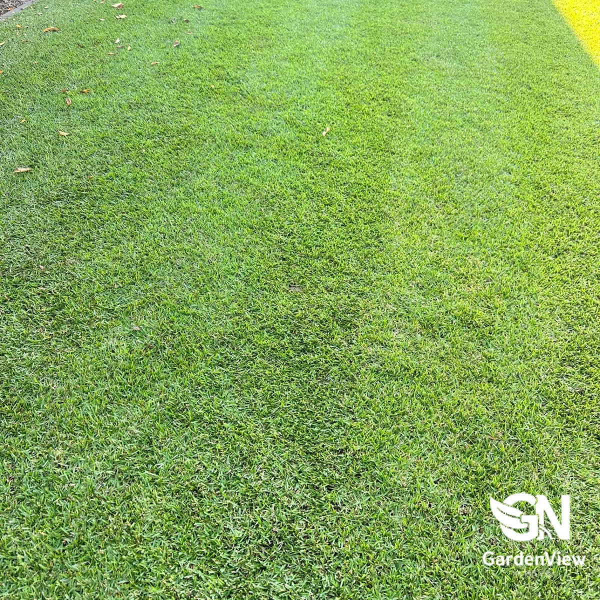 Lawn Nullarbor Couch - Garden Care & Turf - Garden View Nursery