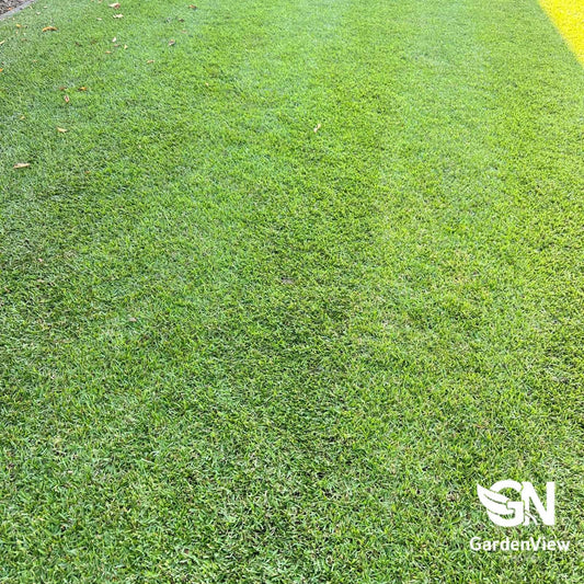 Lawn Nullarbor Couch - Garden Care & Turf - Garden View Nursery
