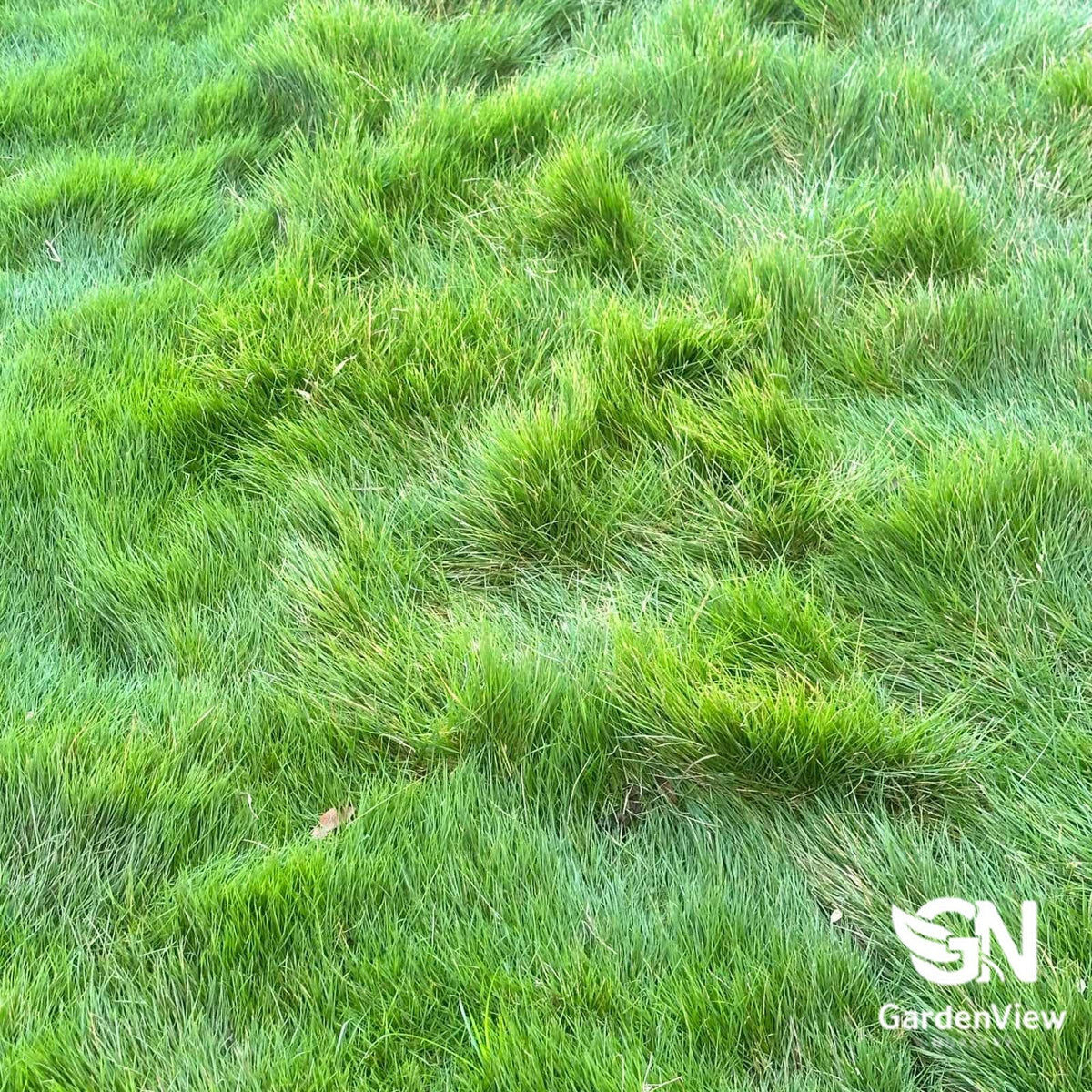 Lawn Sir Grange Zoysia - Garden Care & Turf - Garden View Nursery