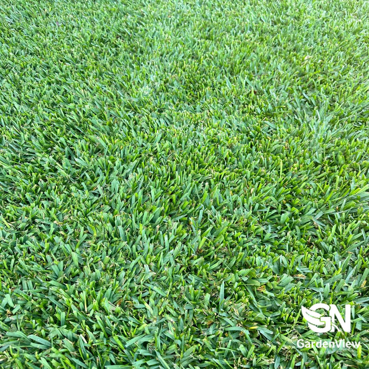 Lawn Sir Walter Buffalo - Garden Care & Turf - Garden View Nursery