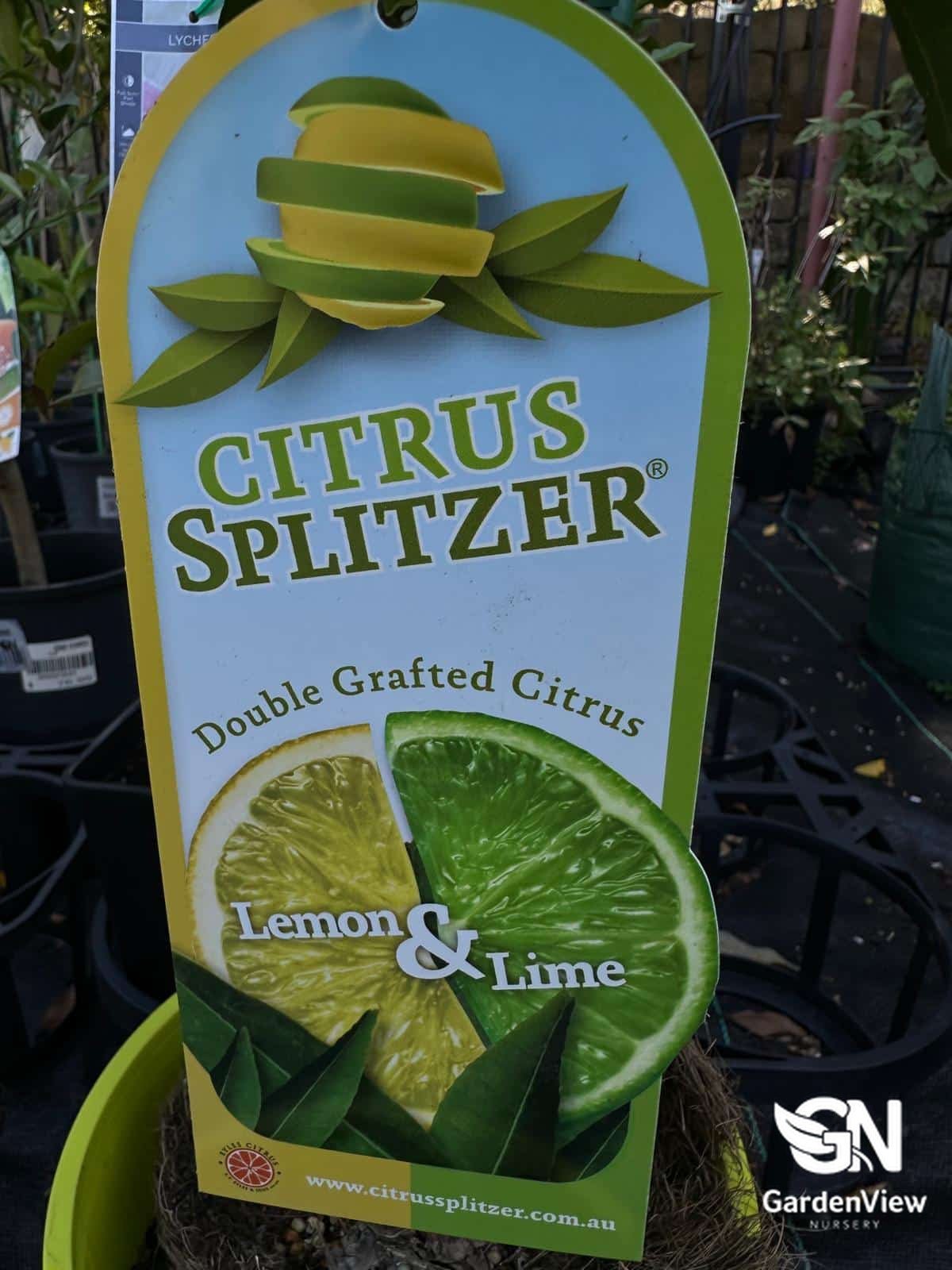 Lemon And Lime Citrus Spritzer (Double Grafted) - Fruit Trees - Garden View Nursery