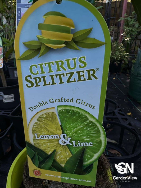 Lemon And Lime Citrus Spritzer (Double Grafted) - Fruit Trees - Garden View Nursery