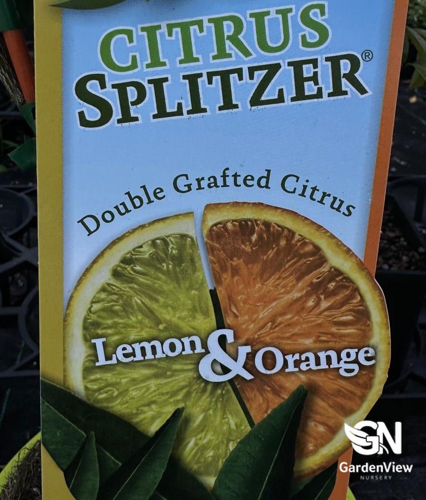Lemon And Orange Citrus Splitter (Double Grafted) - Fruit Trees - Garden View Nursery