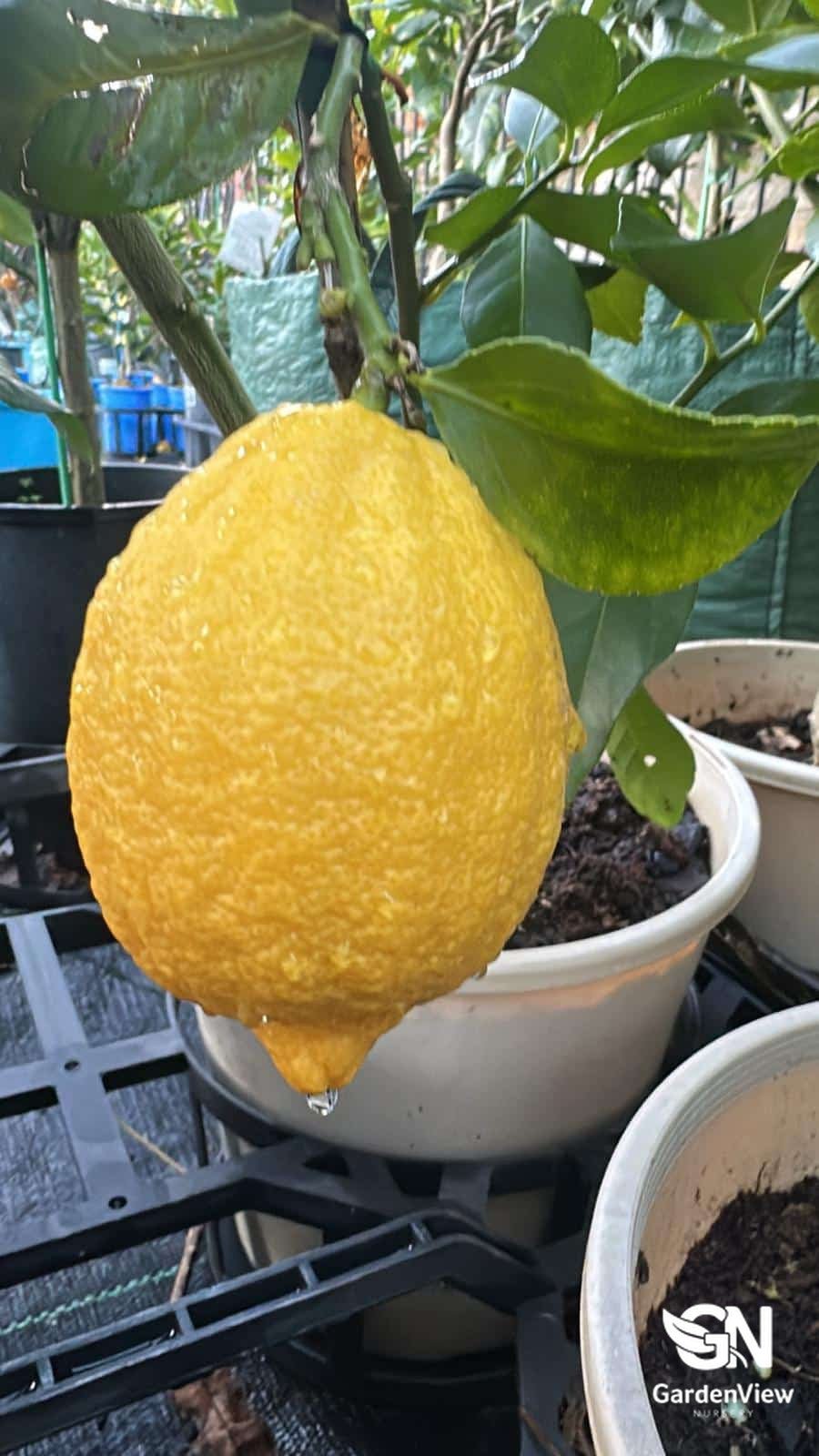 Lemon Eureka - Fruit Trees - Garden View Nursery