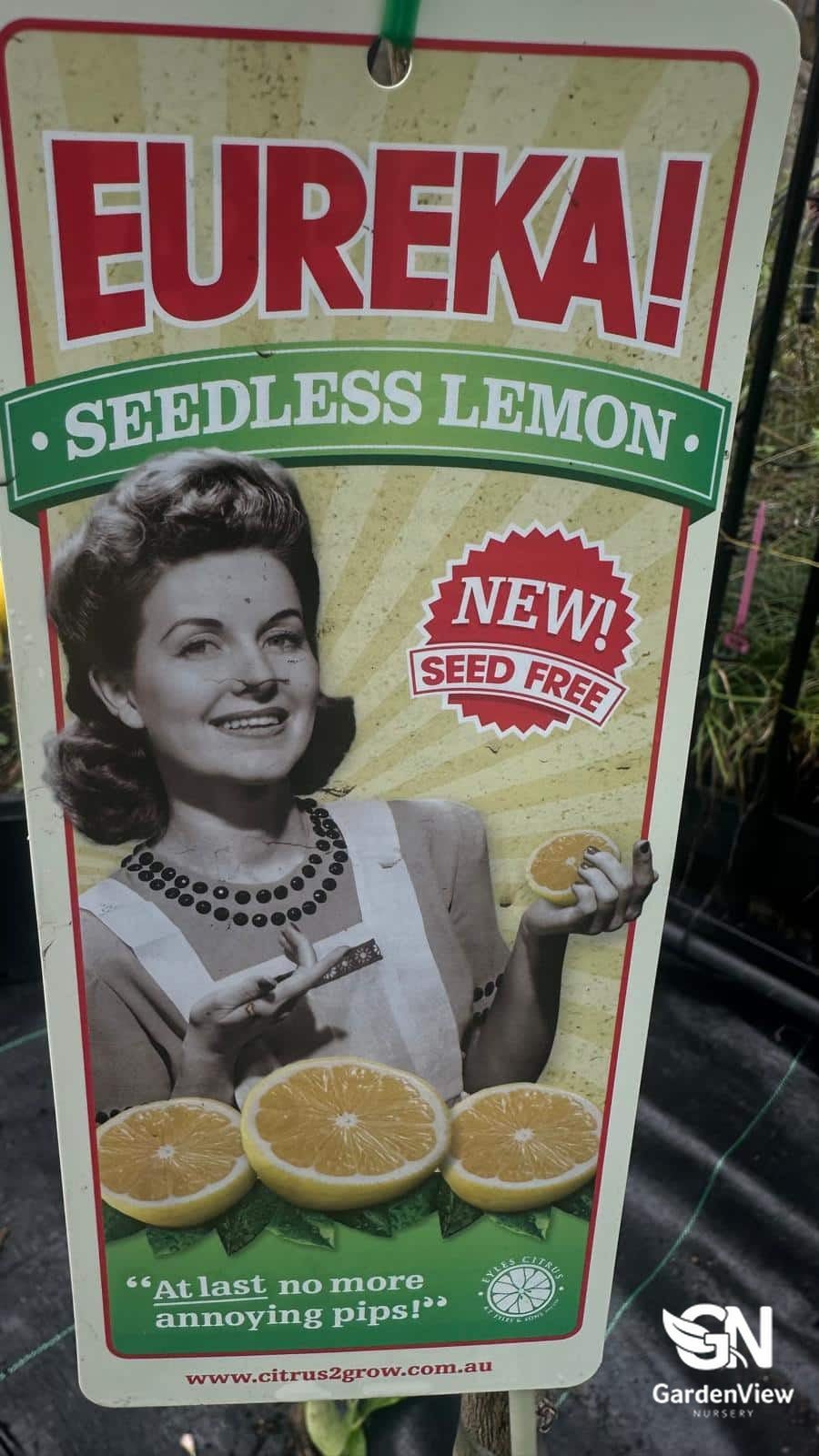 Lemon Eureka Seedless - Fruit Trees - Garden View Nursery