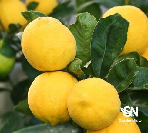 Lemon Lemonade - Fruit Trees - Garden View Nursery