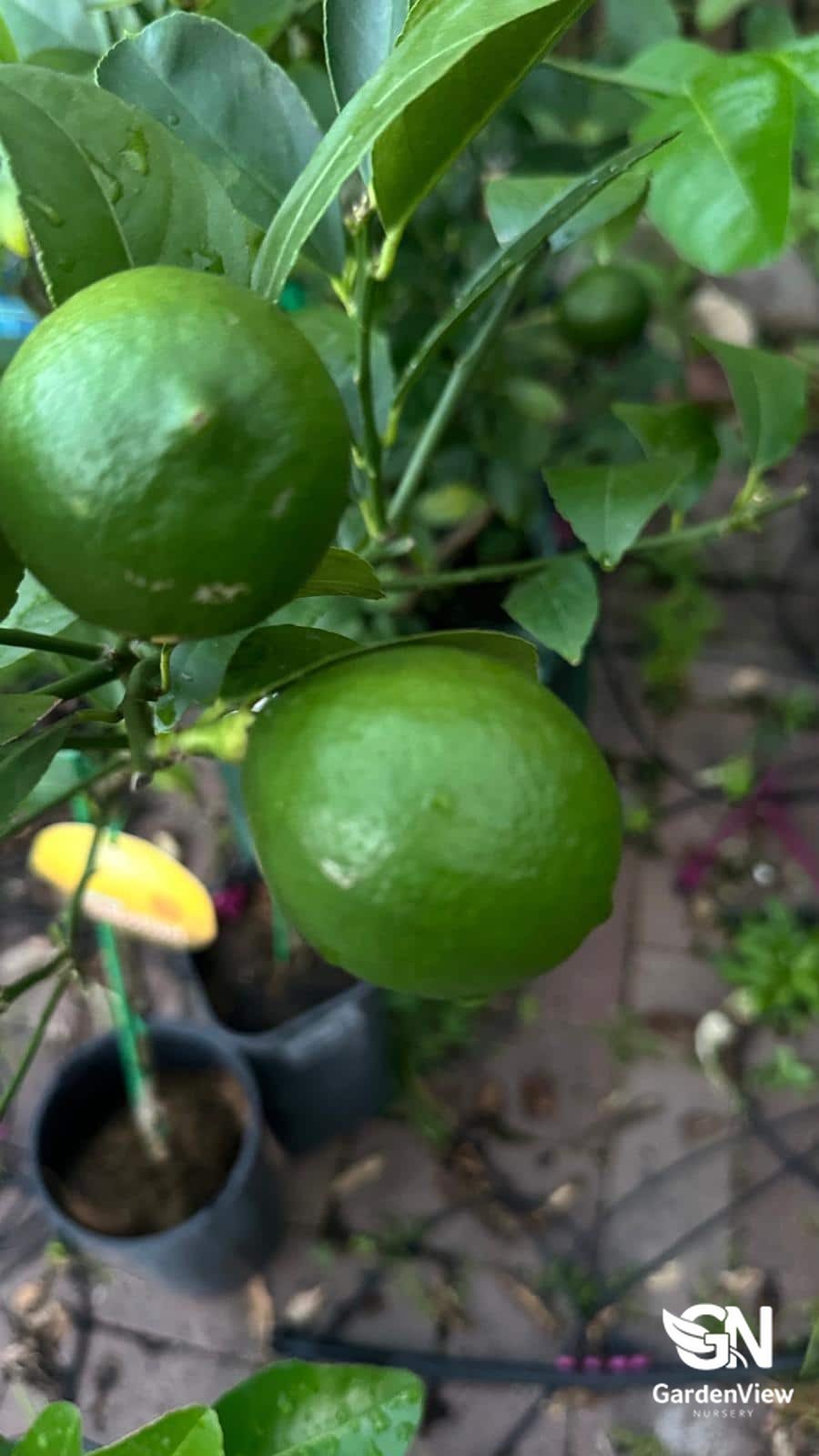 Lemon Meyer - Fruit Trees - Garden View Nursery