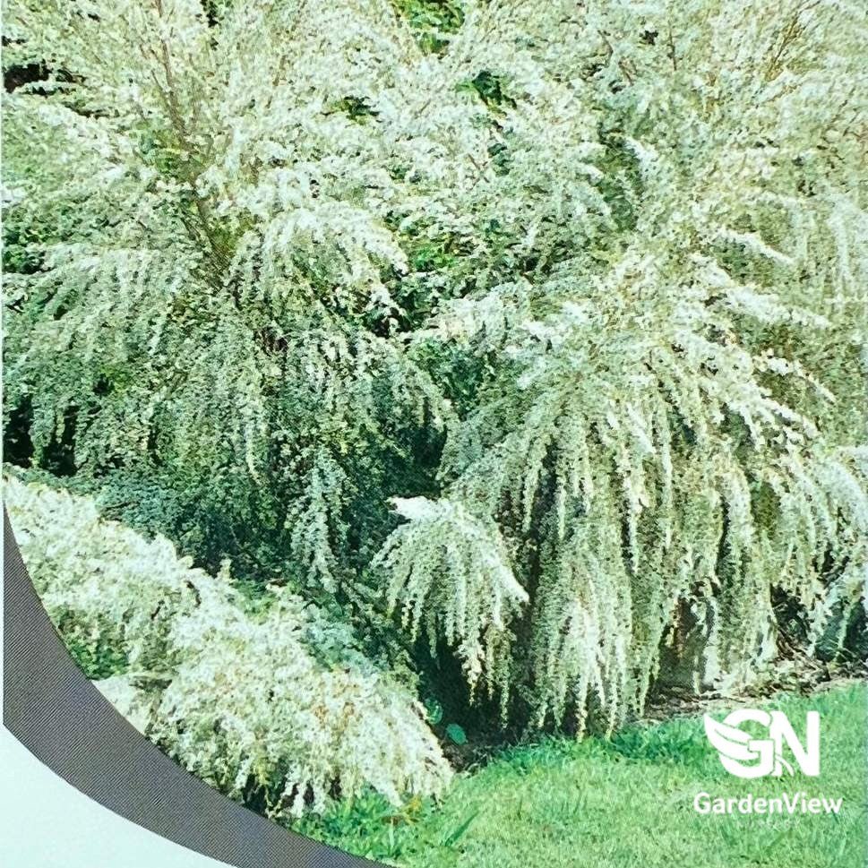 Leptospermum Flavescens (Cardwell Tea Tree) - Native Shrubs & Trees - Garden View Nursery