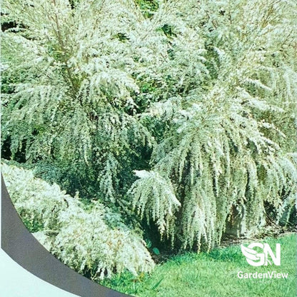 Leptospermum Flavescens (Cardwell Tea Tree) - Native Shrubs & Trees - Garden View Nursery