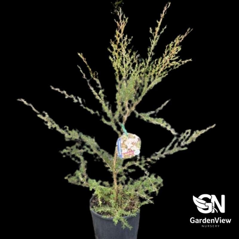 Leptospermum flavescens Cardwell Tea Tree - Native Shrubs & Trees - Garden View Nursery