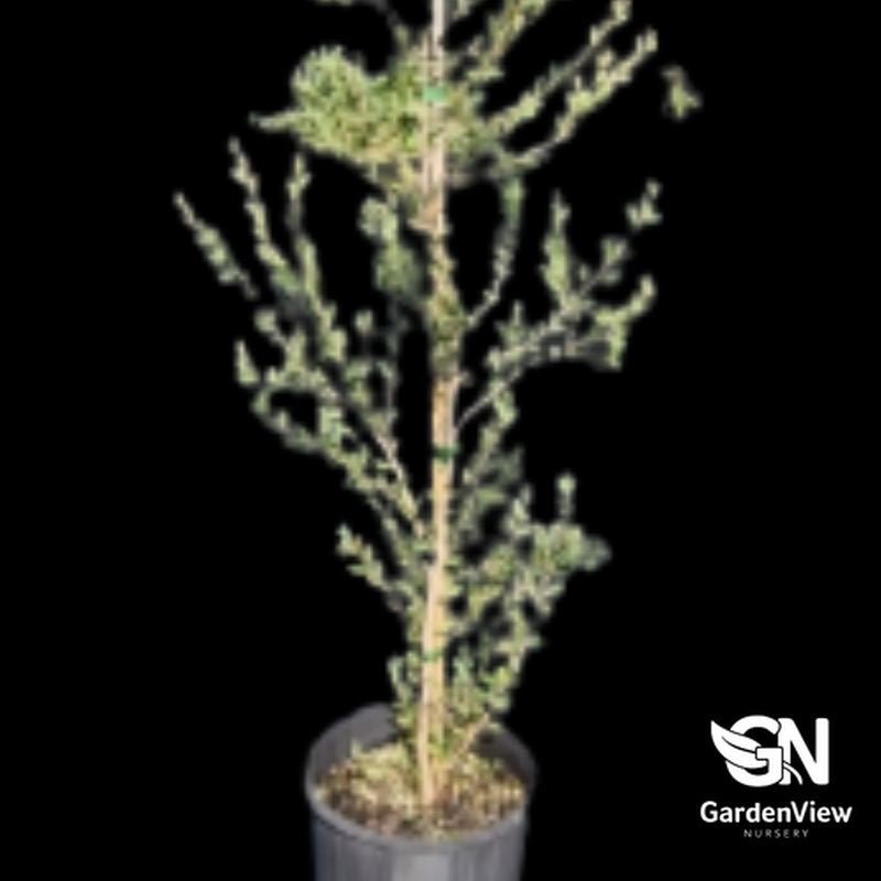 Leptospermum Laevigatum (Coastal Tea Tree) - Native Shrubs & Trees - Garden View Nursery